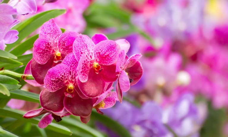 Orchid Fertilizer Everything You Need To Know Brilliant Orchids