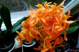 Dendrobium Orchid: Beginner's Care Guide - Brilliant Orchids