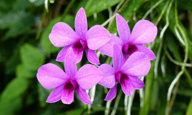 Dendrobium Orchid Beginners Care Guide Brilliant Orchids 