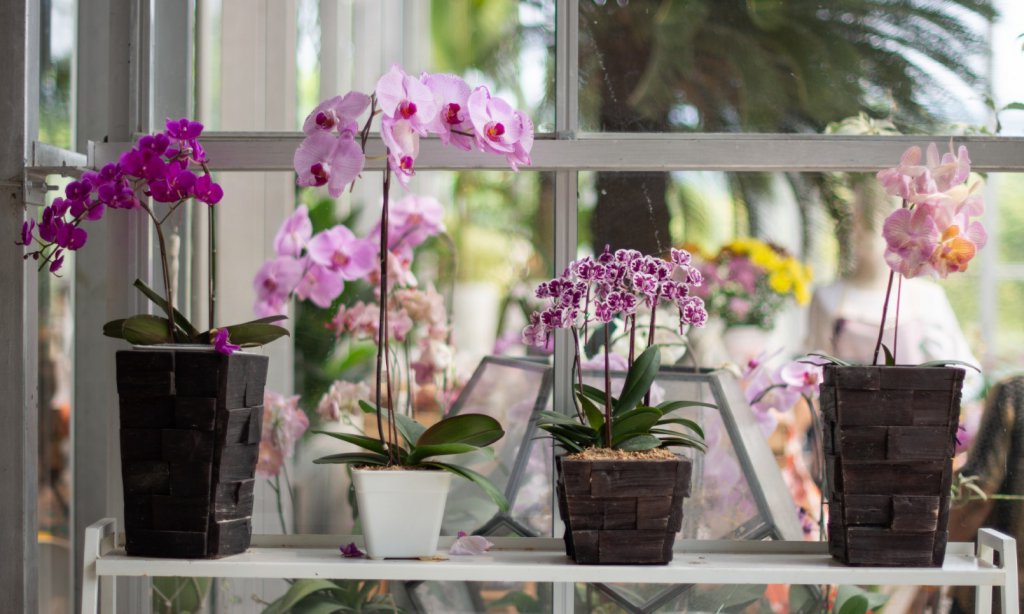 Variety of orchids growing in pots by windowsill