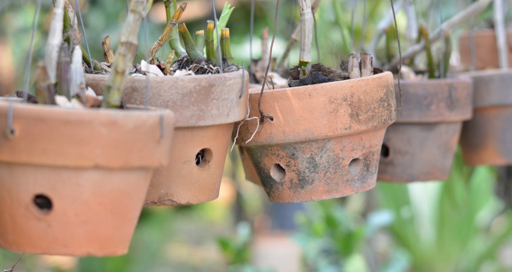 Clay orchid pots with large holes