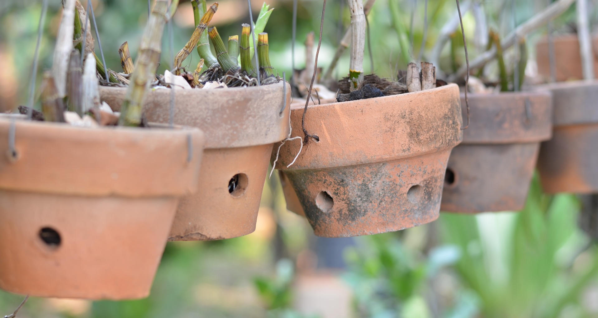 How to Repot an Orchid Step by Step Guide Brilliant Orchids