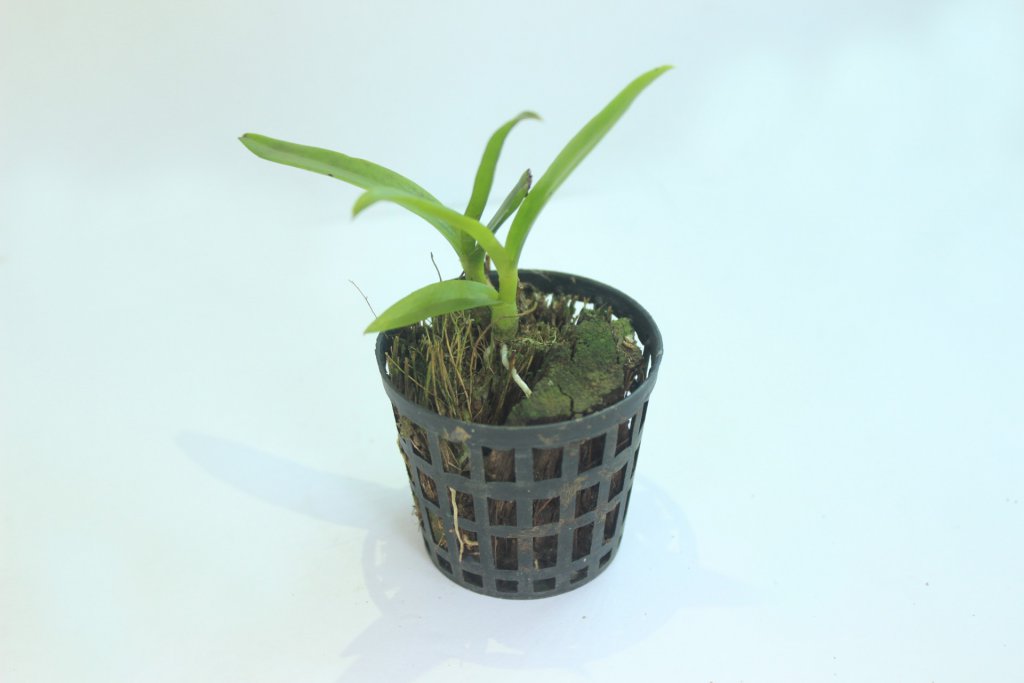 Small orchid in black plastic net pot