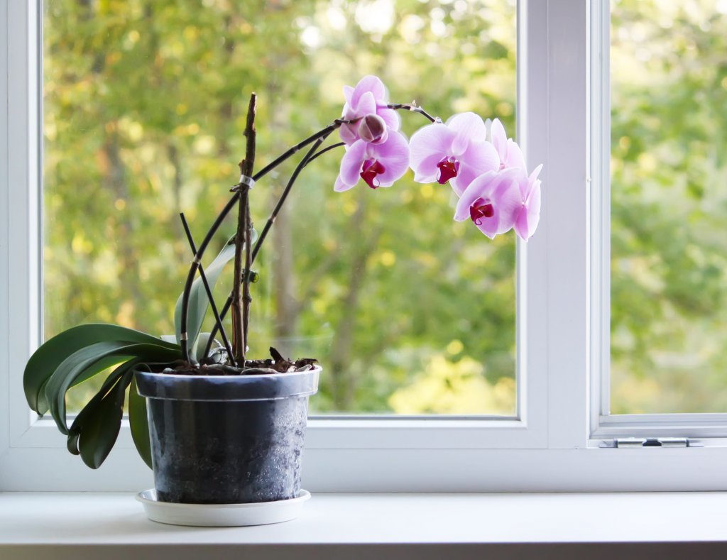 Moth orchid in clear plastic pot by windowsill