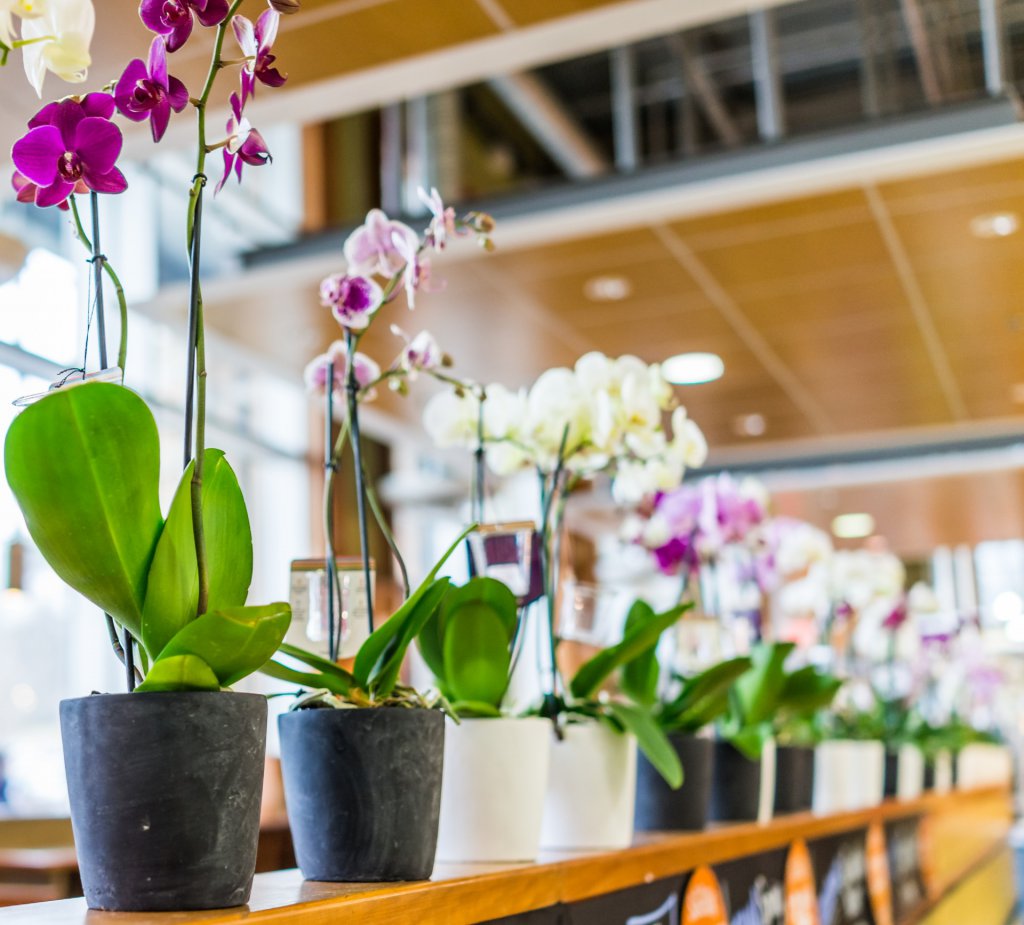 Row of orchids in ceramic pots