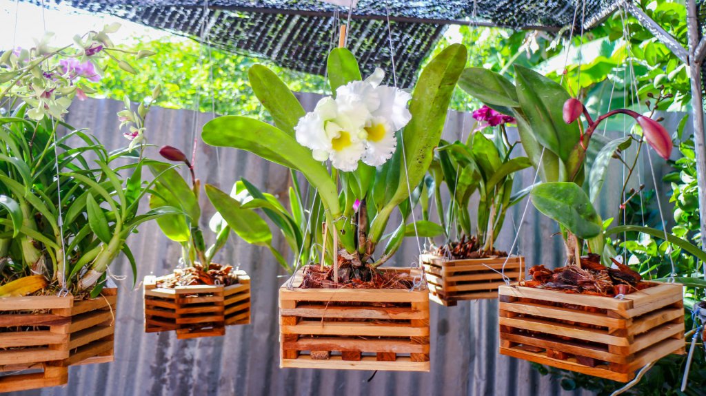Various types of orchid growing in hanging wooden planters