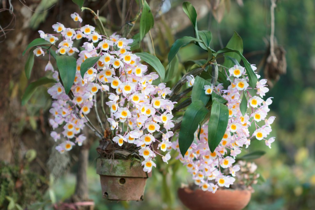 Dendrobium thyrsiflorum growing outdoors in clay pots