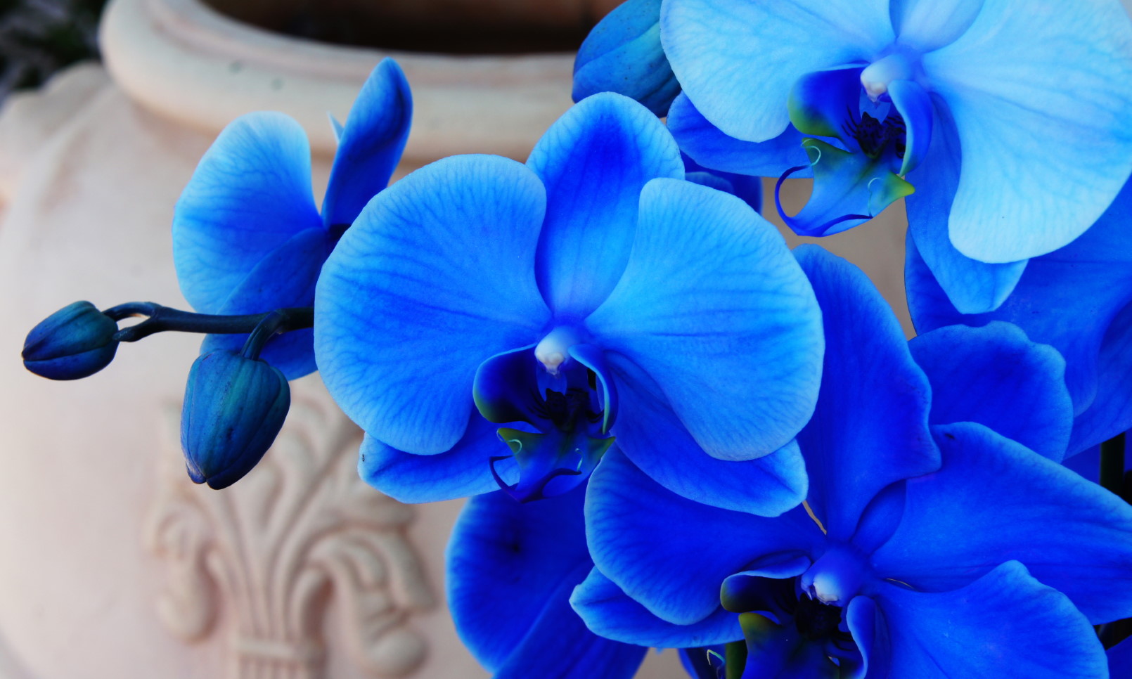 Blue Orchids at From You Flowers