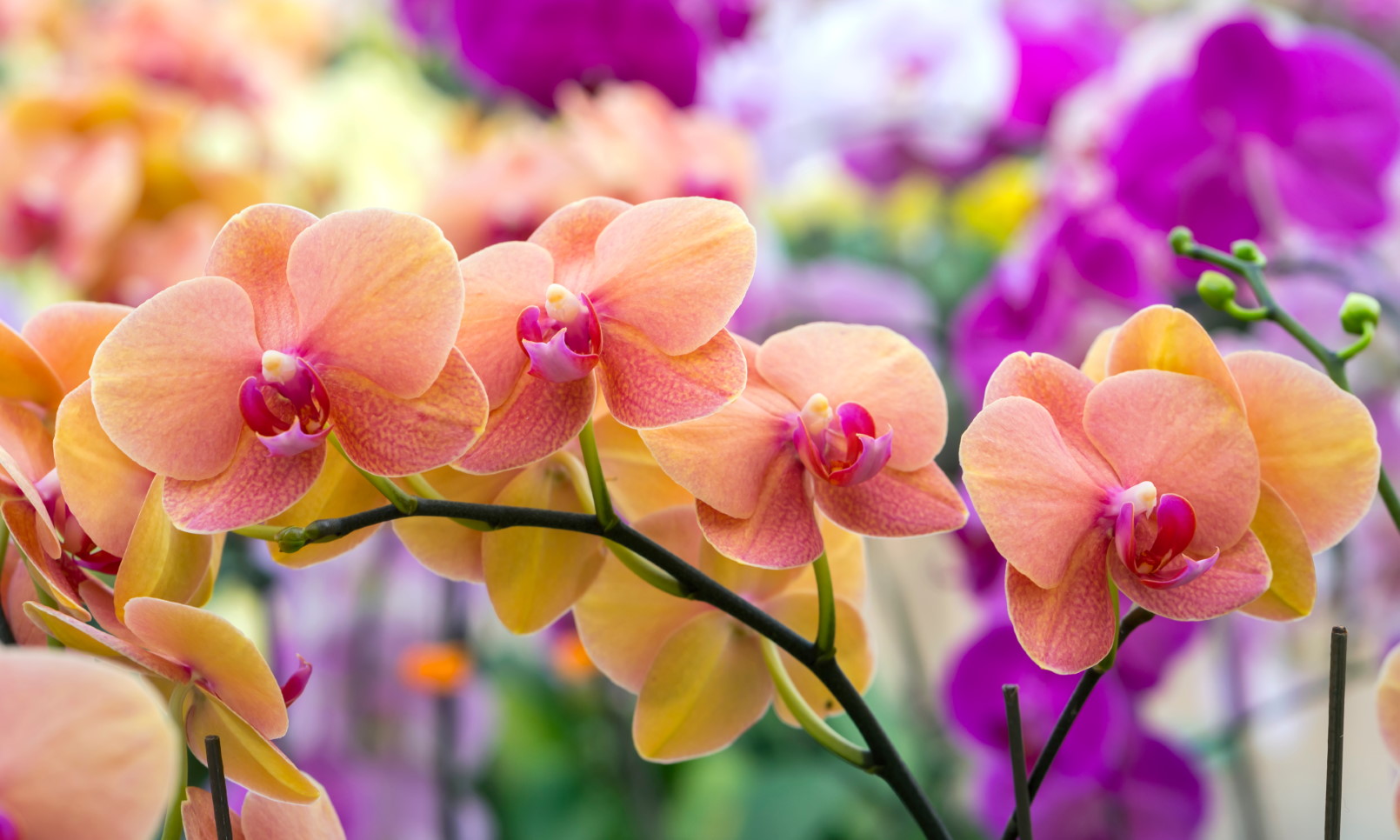 How Often Do Orchids Bloom? Can I Make It Happen? | Brilliant Orchids