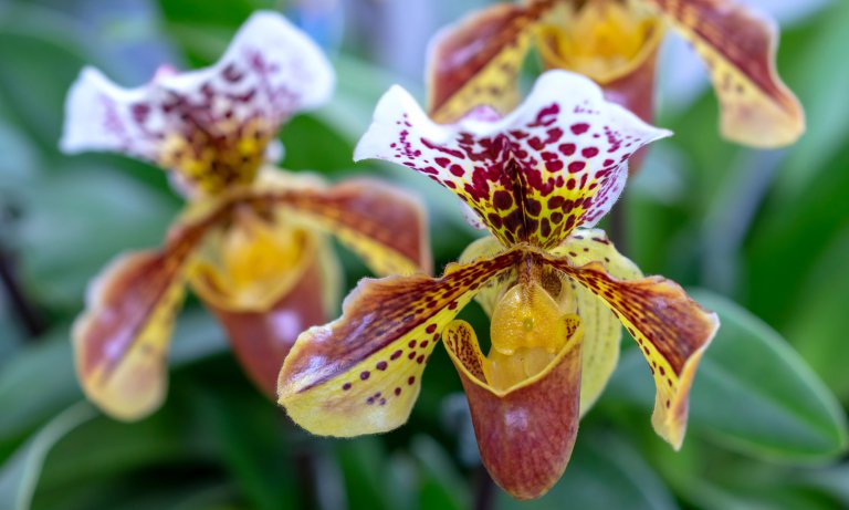 Yellow and red Paphiopedilum orchids
