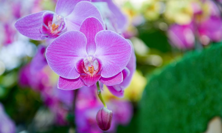 Blue Orchid Flowers: Are They Real? Do They Exist Naturally?