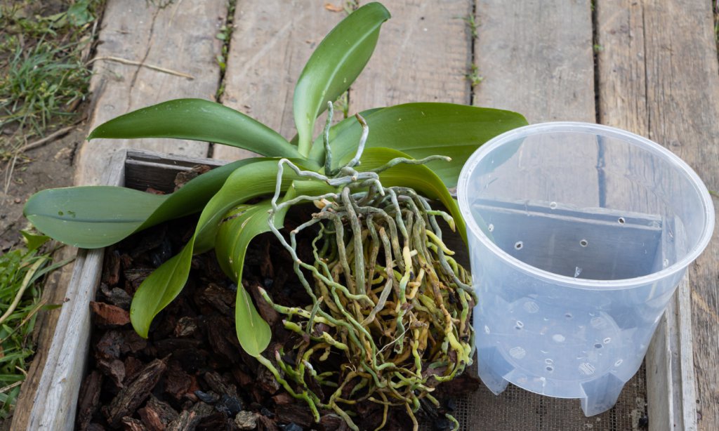 How To Propagate Orchids Complete Guide Brilliant Orchids