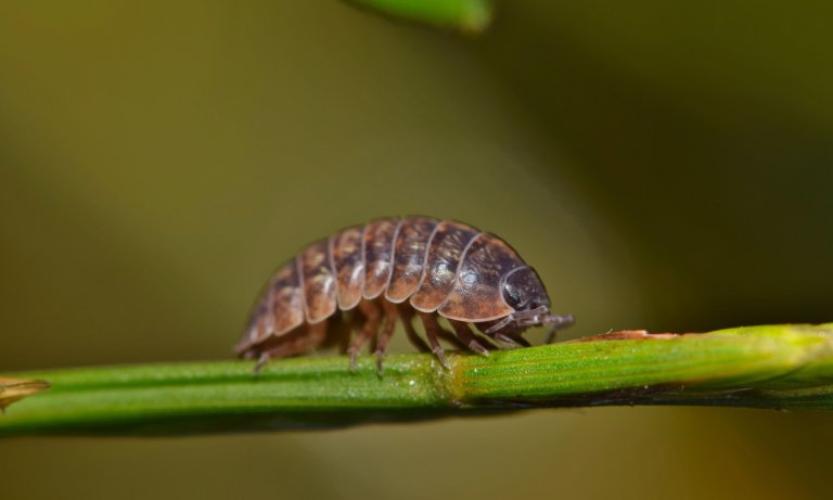 Sowbug crawling along a stem