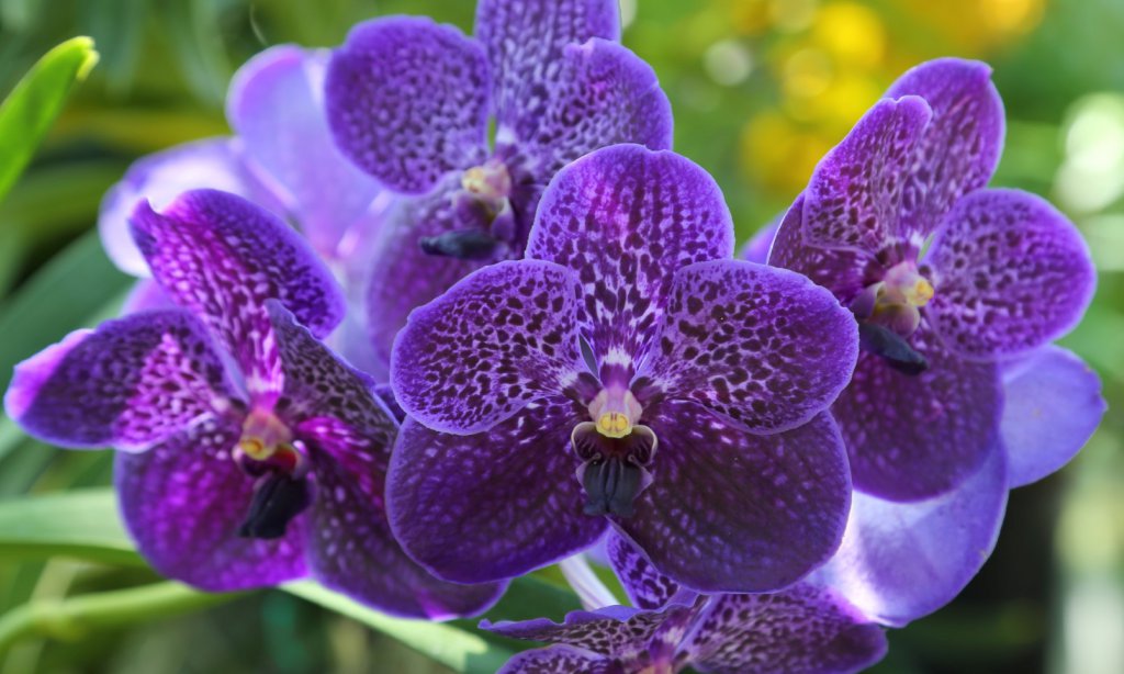Purple Vanda orchids