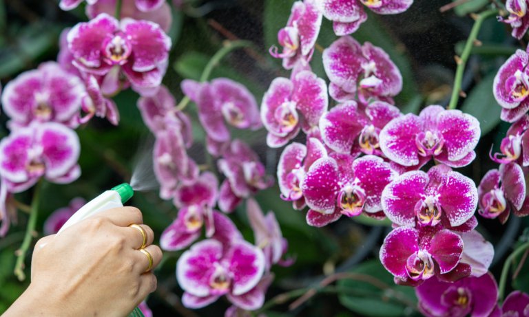 Woman spraying purple orchids outdoors