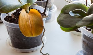 Orchid Leaves Turning Yellow: Is This Normal? - Brilliant Orchids