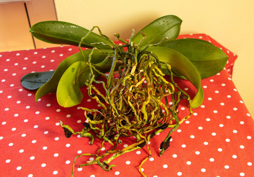 Decomposing potting medium around an orchid's roots