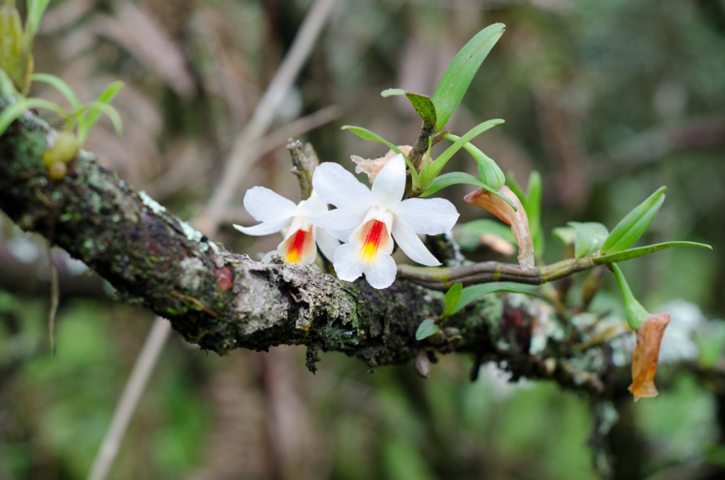 Dendrobium christyanum on a tree