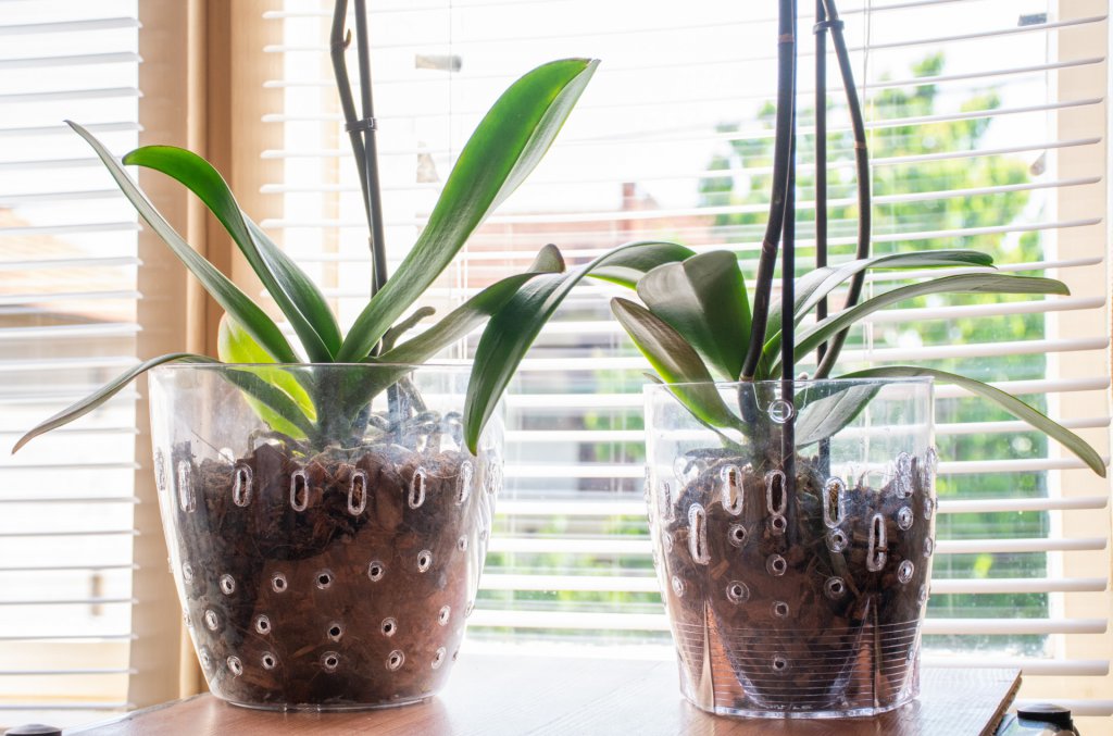 Dormant Phalaenopsis plants on a windowsill