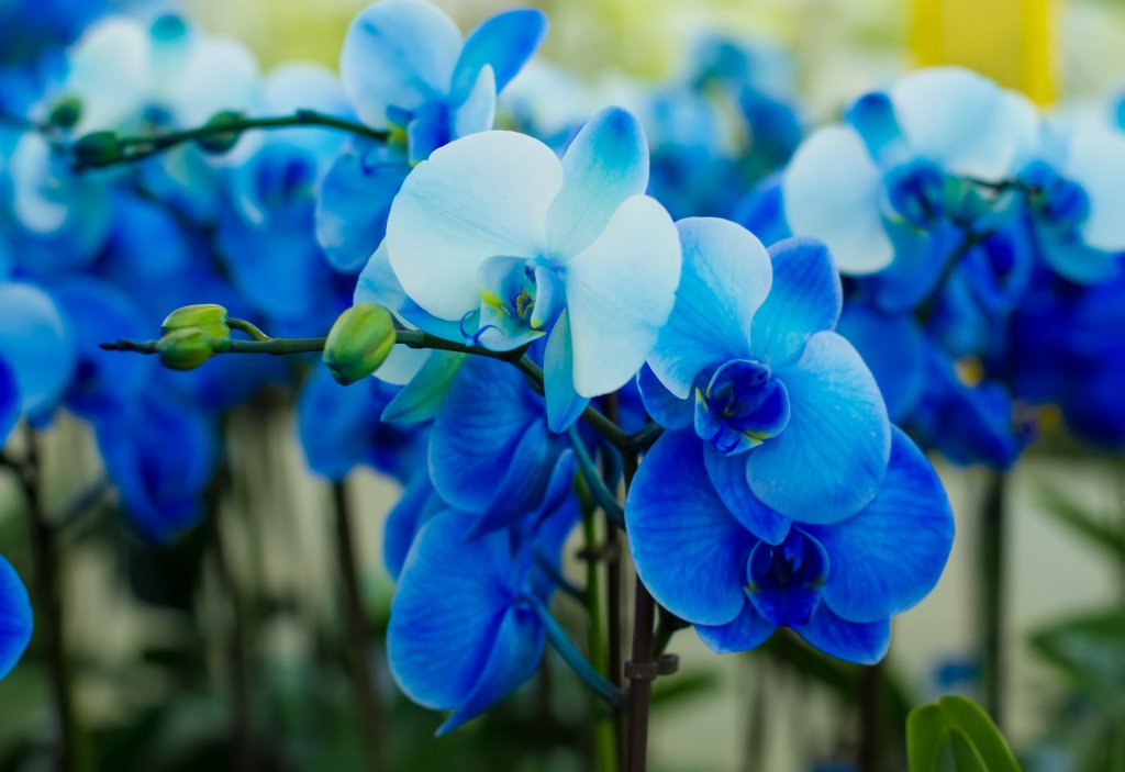 Are Blue Orchids Real? Yes and No Here's Why - Brilliant Orchids