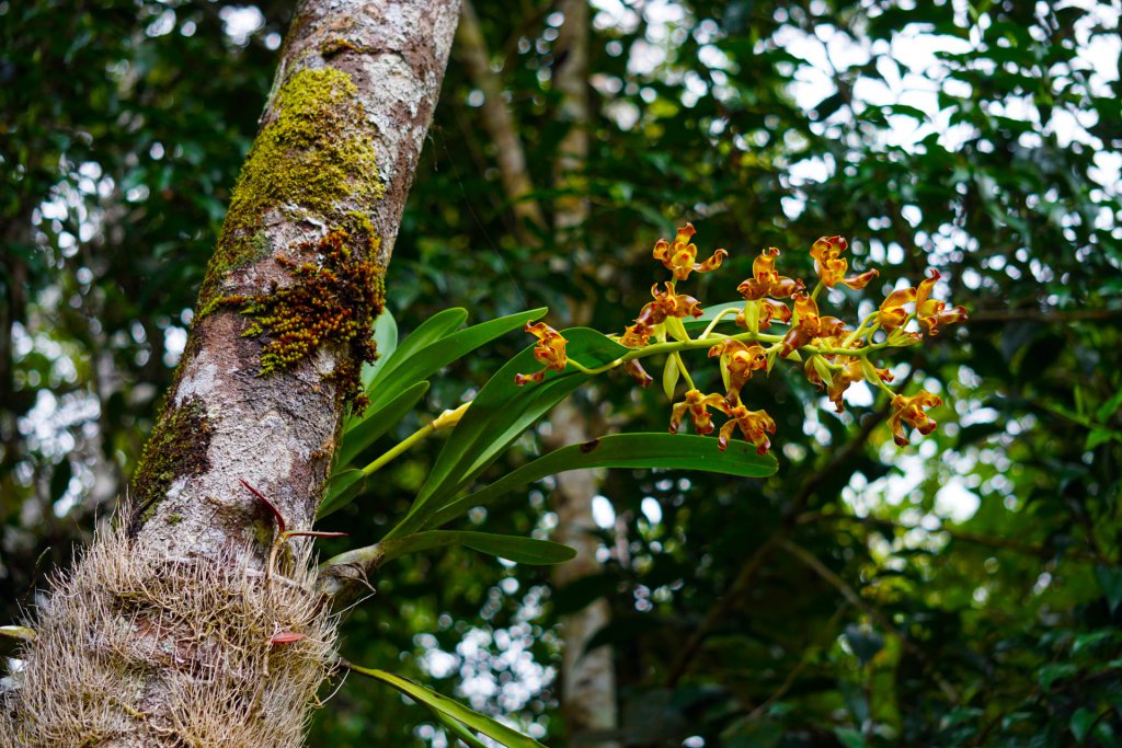 Grammangis ellisiiof orchid growing on a tree in Madagascar