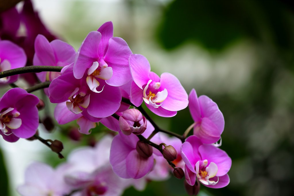 Purple mini Phalaenopsis