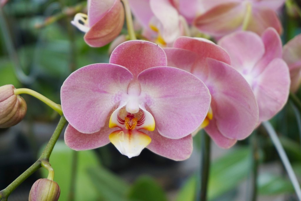 Pink moth orchid growing outdoors