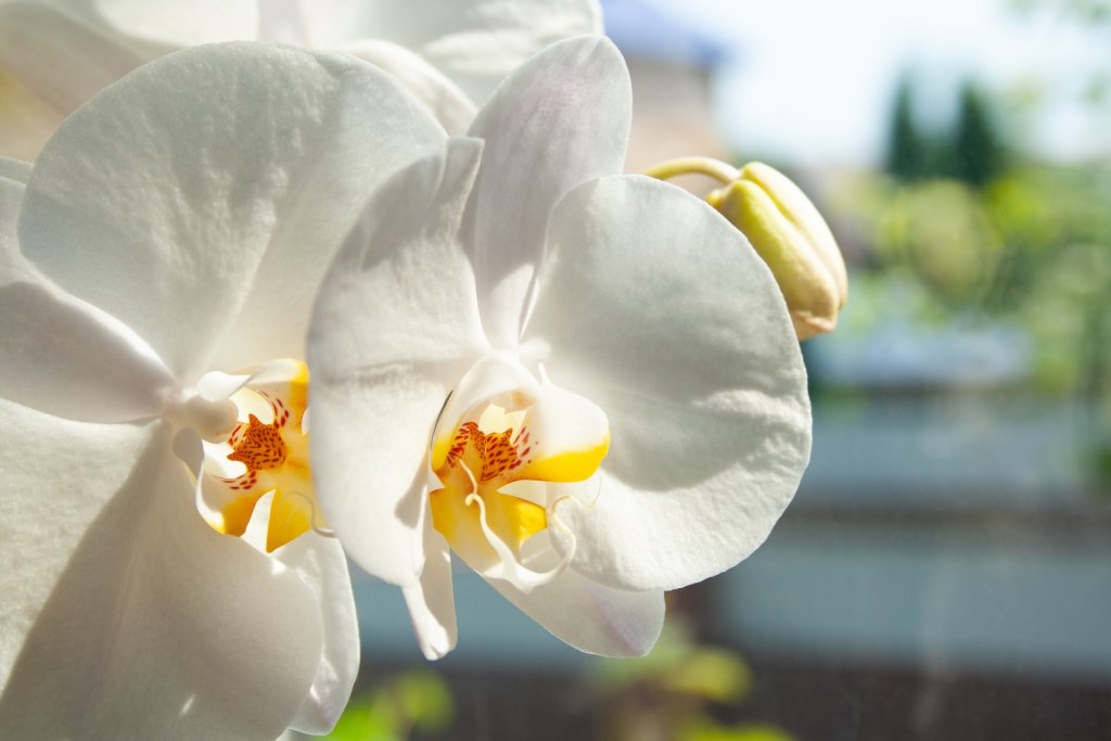 White orchid by window