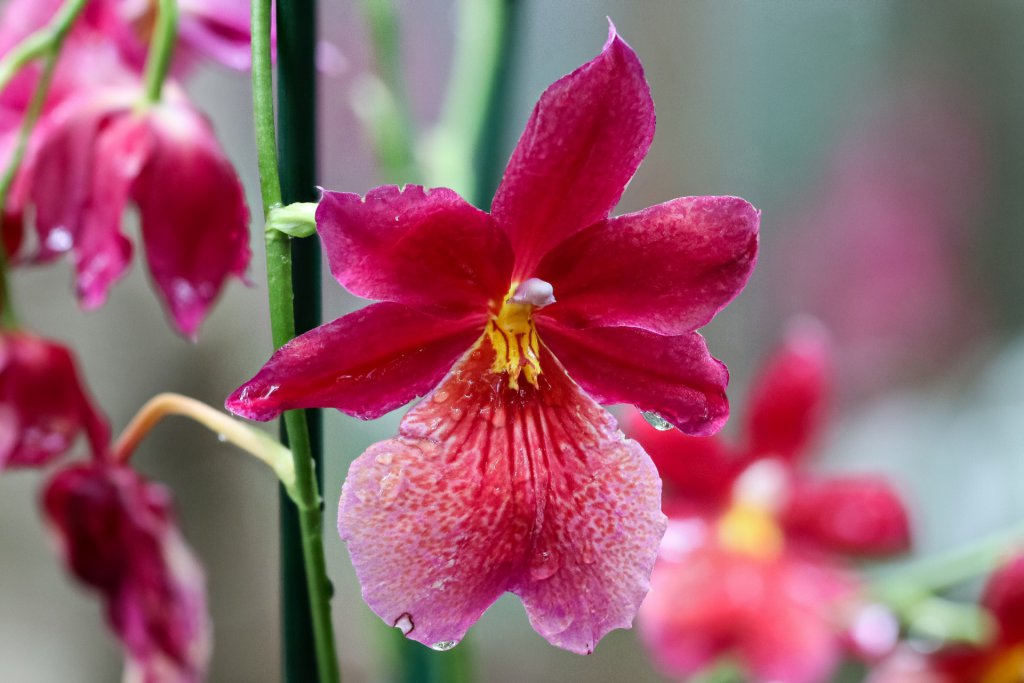 Red Miltonia orchid