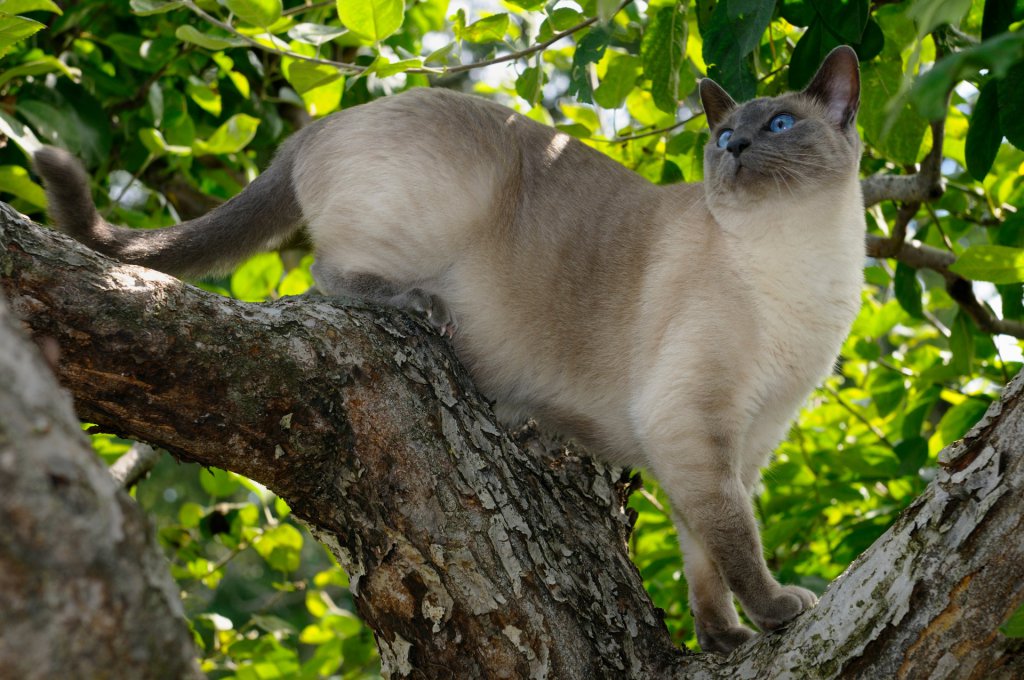 Siamese cat hunting on a tree