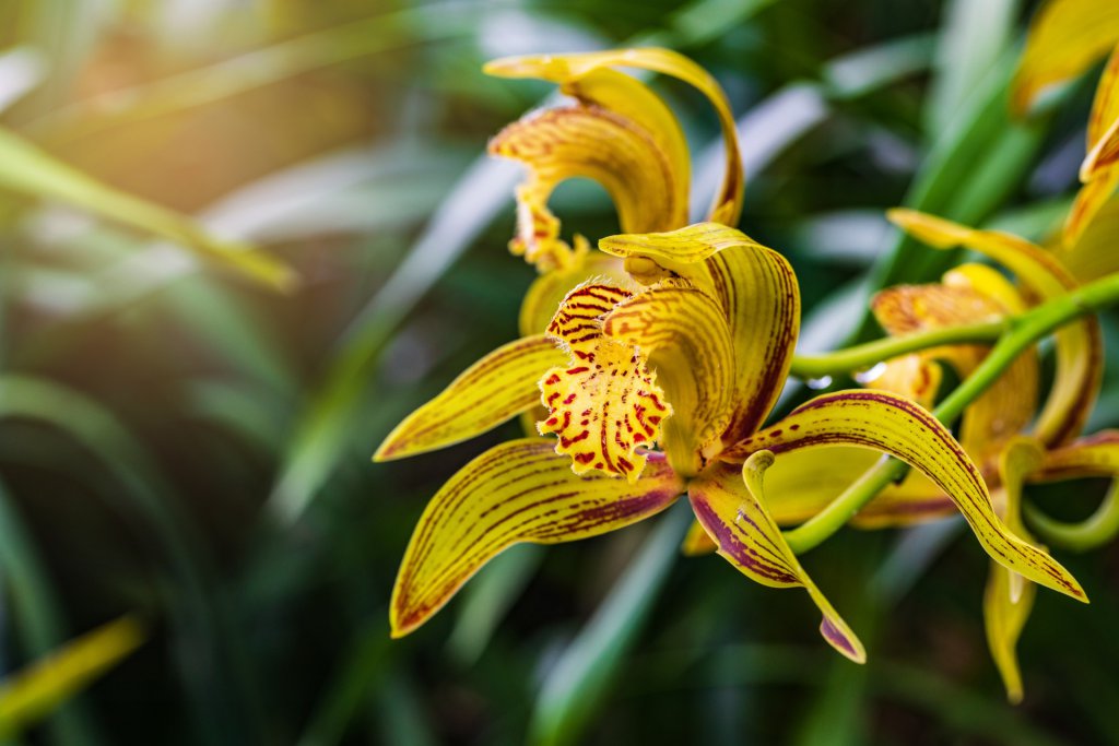 Wild cymbidium tracyanum growing outdoors