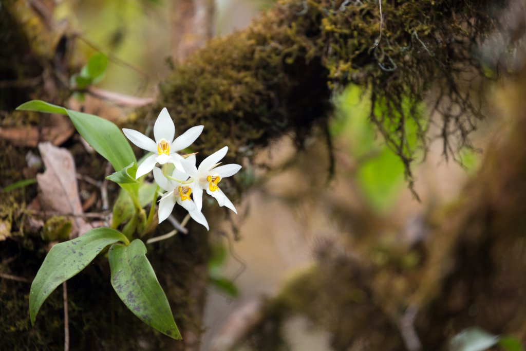 Wild dendrobium christyanum growing on a tree