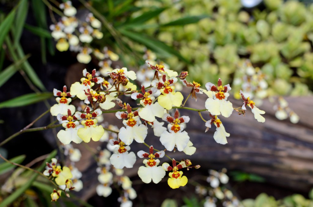 Wild Oncidium growing in Thailand