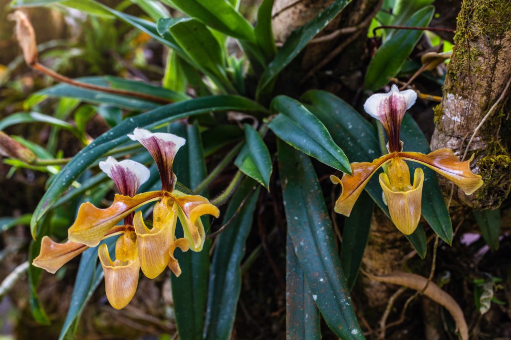 Wild paphiopedilum villosum in Thailand