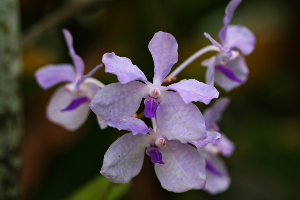 Wild vanda coerulea