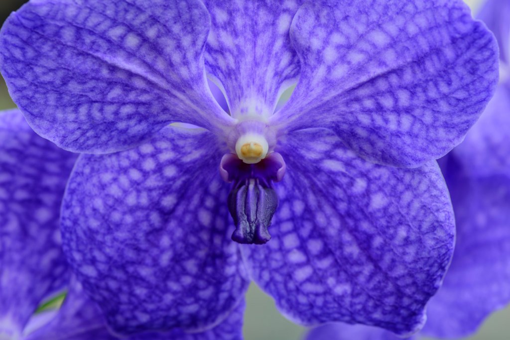 Closeup of a blue Vanda flower