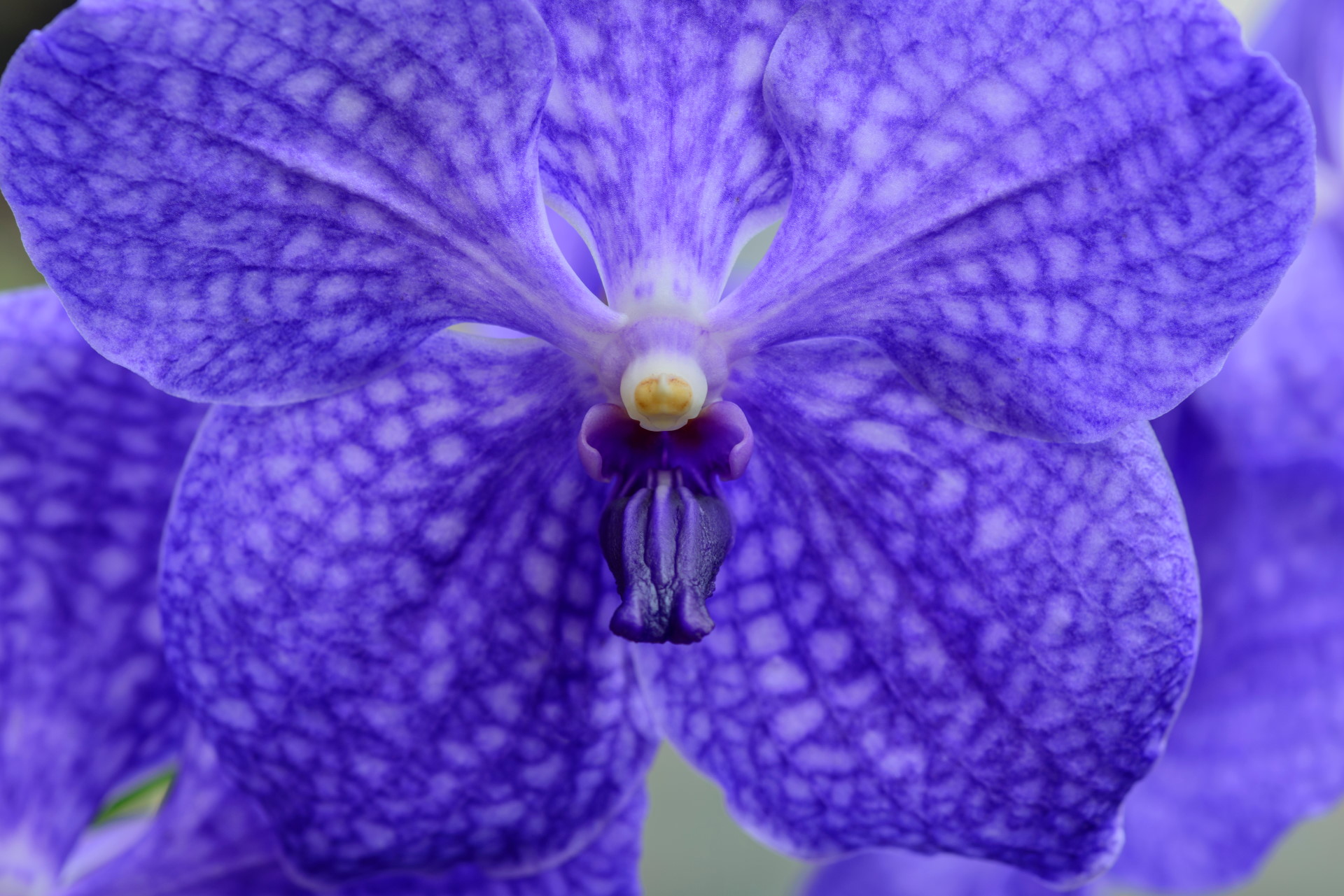 Vanda Orchids Beginners Care Guide With Pictures Brilliant Orchids 6468