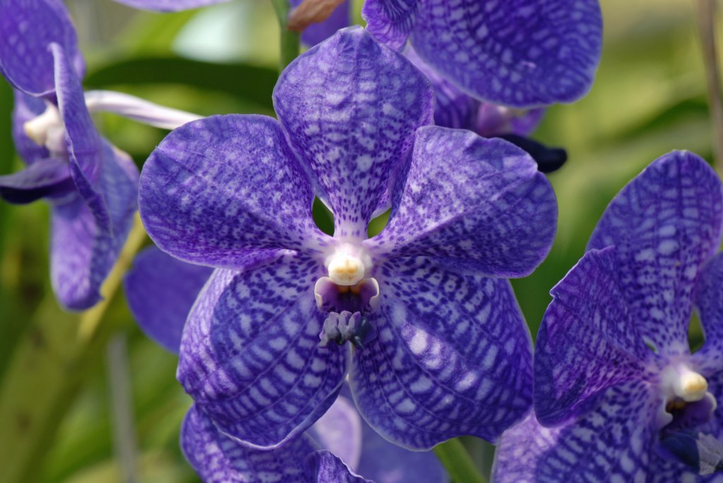 Naturally blue Vanda orchids