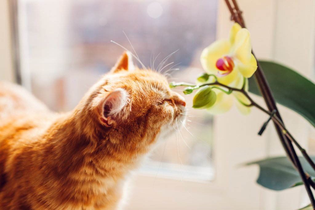 Ginger cat with yellow orchid