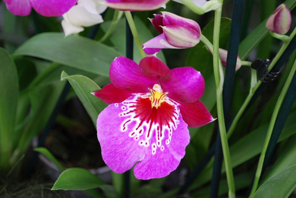 Red Tide Miltoniopsis flower