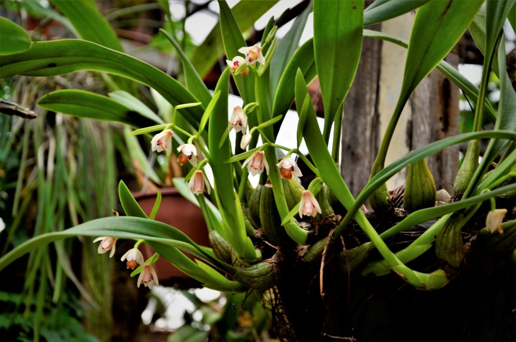 Mini cymbidium plant