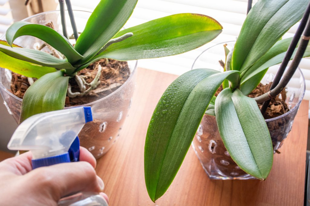 Misting the leaves of a Phalaenopsis orchid