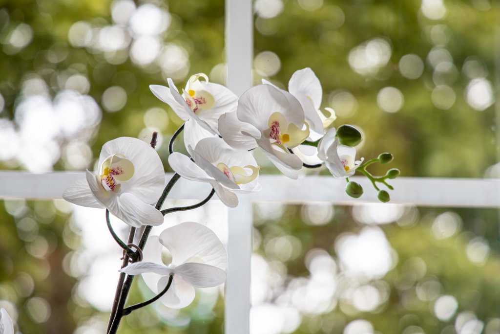 White orchid blooming by a window