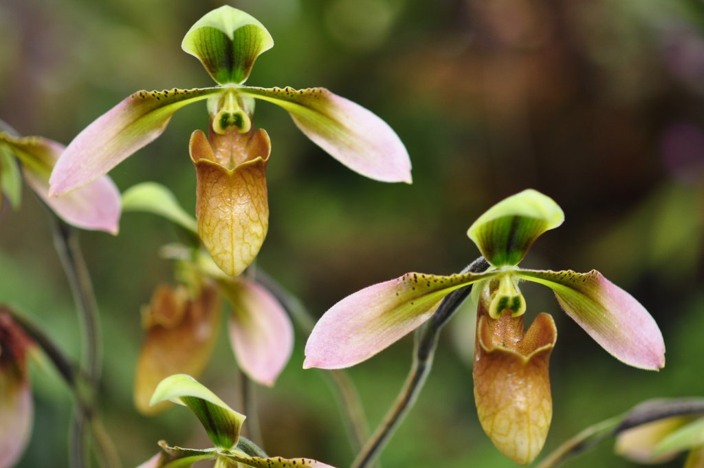 Paphiopedilum flowers