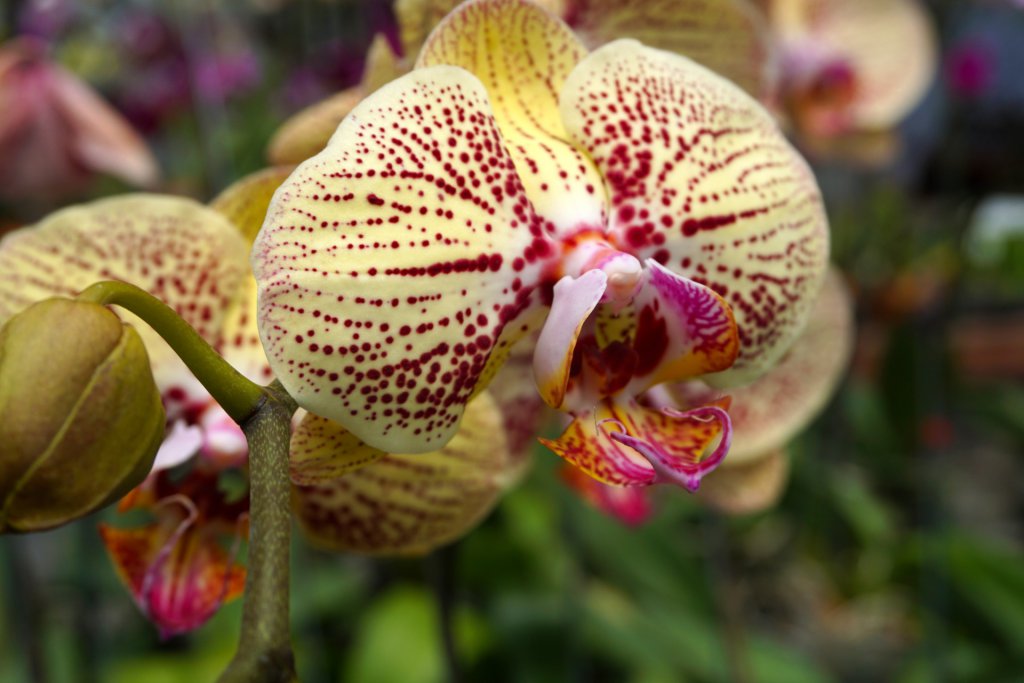 Yellow Phalaenopsis hybrid with red spots
