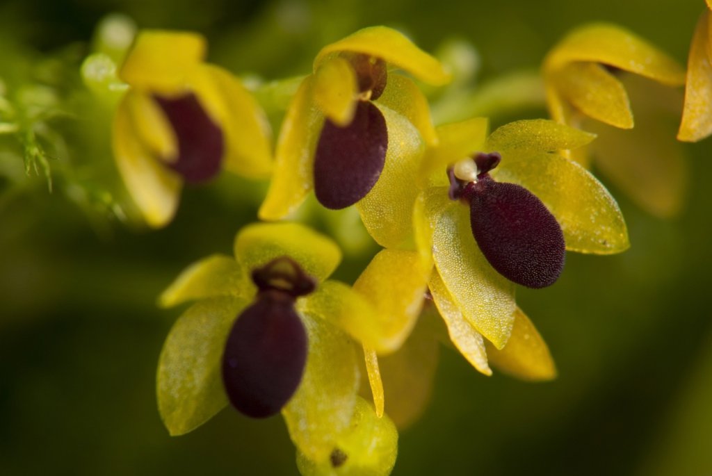 Yellow Platystele orchid