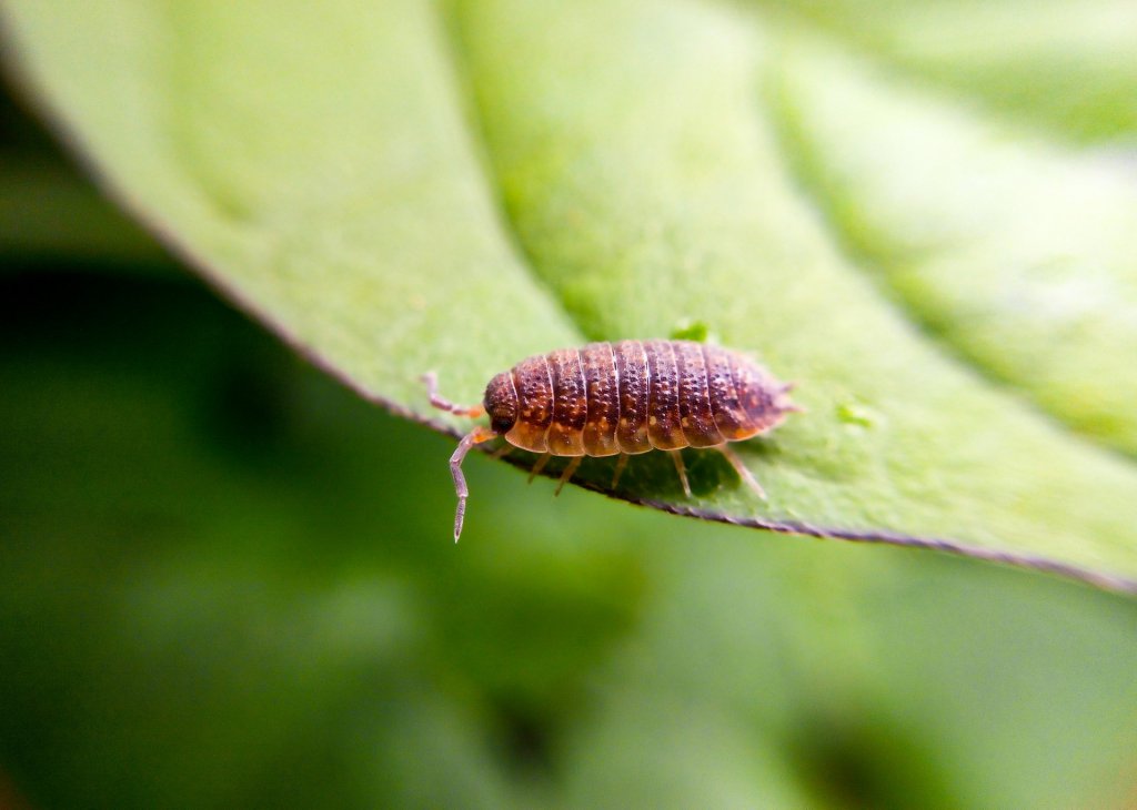 Sowbug on a leaf