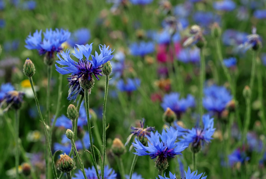 Light blue cornflowers in a field