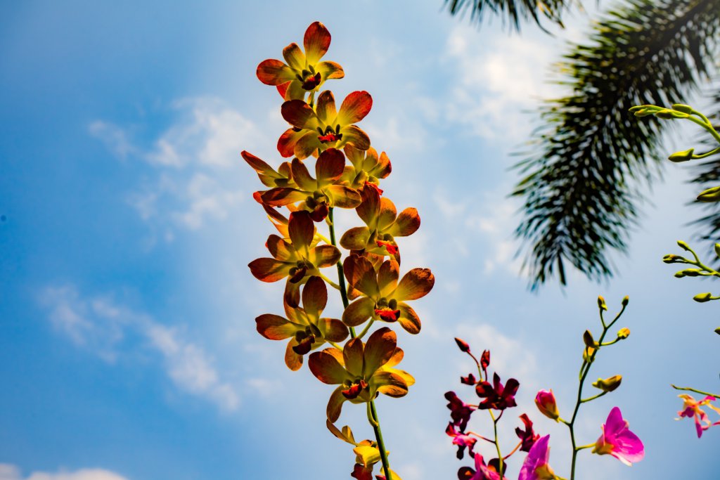 Cymbidium growing outdoors in strong sunlight