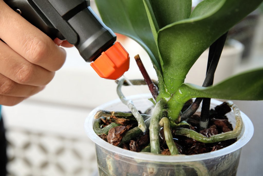 Applying orchid fertilizer as a spray